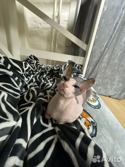 Донской сфинкс котята