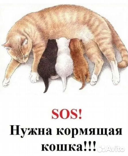Котята ищут дом