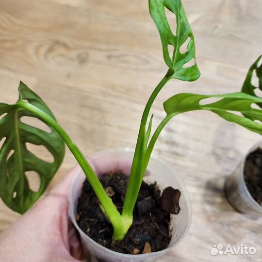 Монстера манки маск