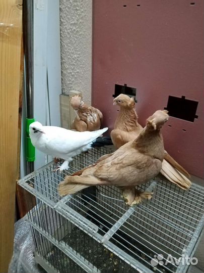 Продажа голубей