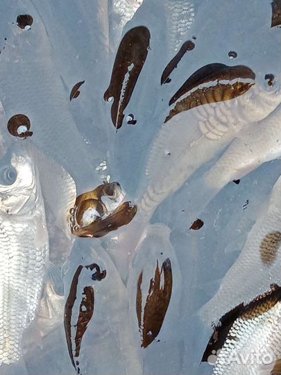 Малек карпа