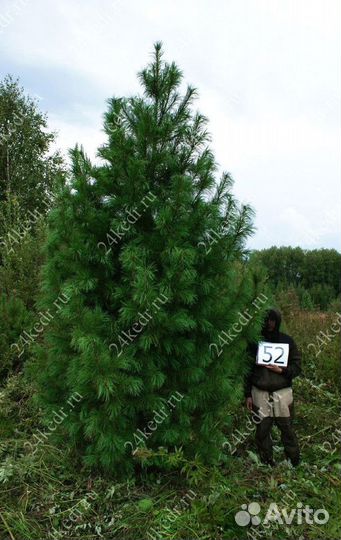 Дерево кедра