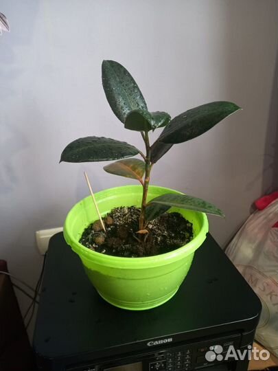 Фикус в ассортименте