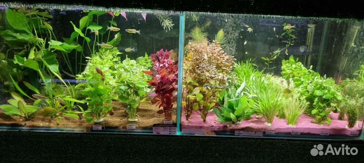 Аквариумные растения