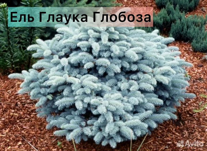 Ель Хупси, Глаука Глобоза, Лаки Страйк, Акрокона