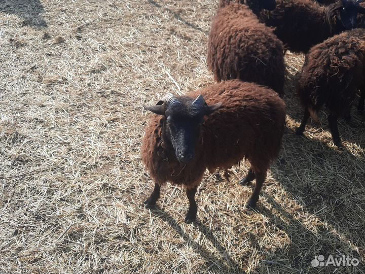Овцы Ярки бараны барашки Ягнята