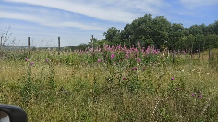 Участок 36,2 сот. (СНТ, ДНП)