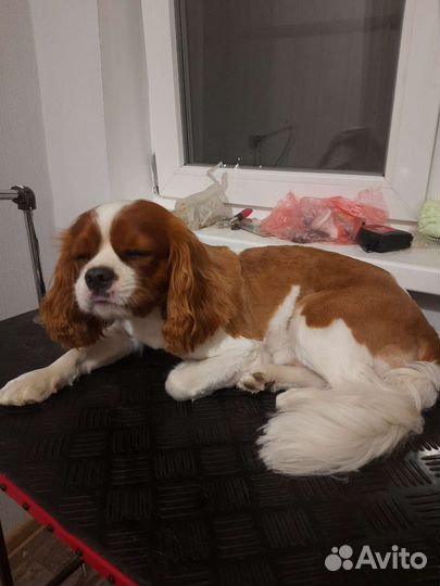 Стрижка собак груминг