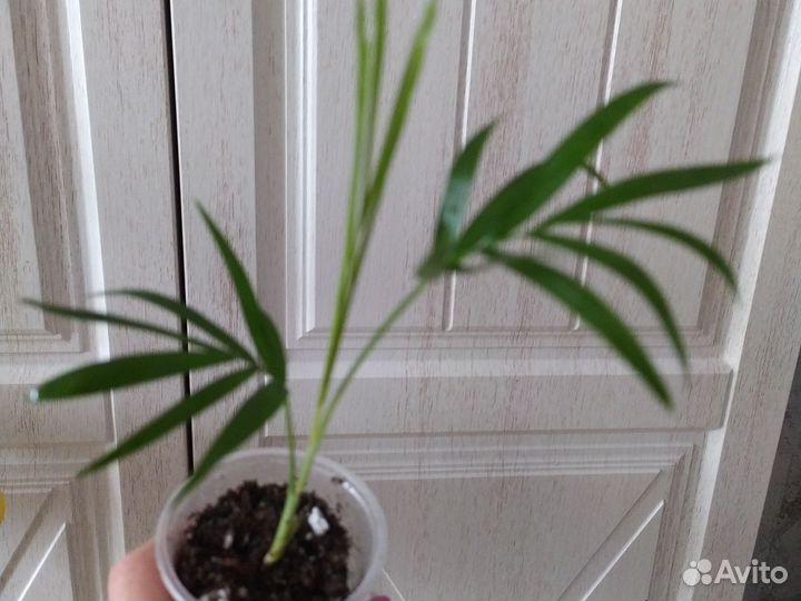 Хамедорея - пальма