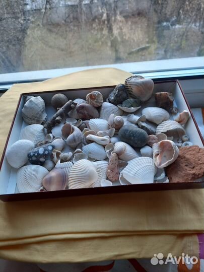 Камушки морские ракушки поделки в детский сад