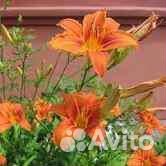 Цветы многолетние Лилейник