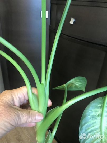 Диффенбахия