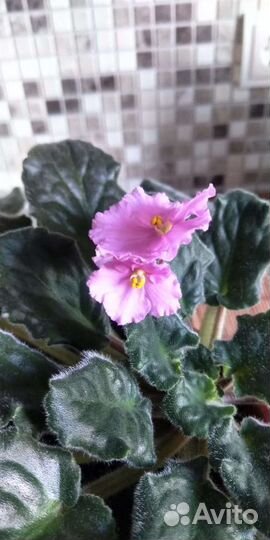 Цветок Фиалка детки