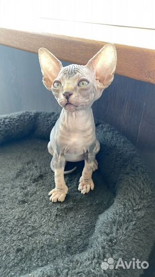 Канадский сфинкс котенок