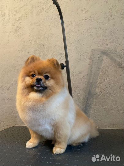 Шпиц вязка Кобель