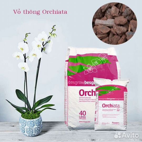 Кора орхиата