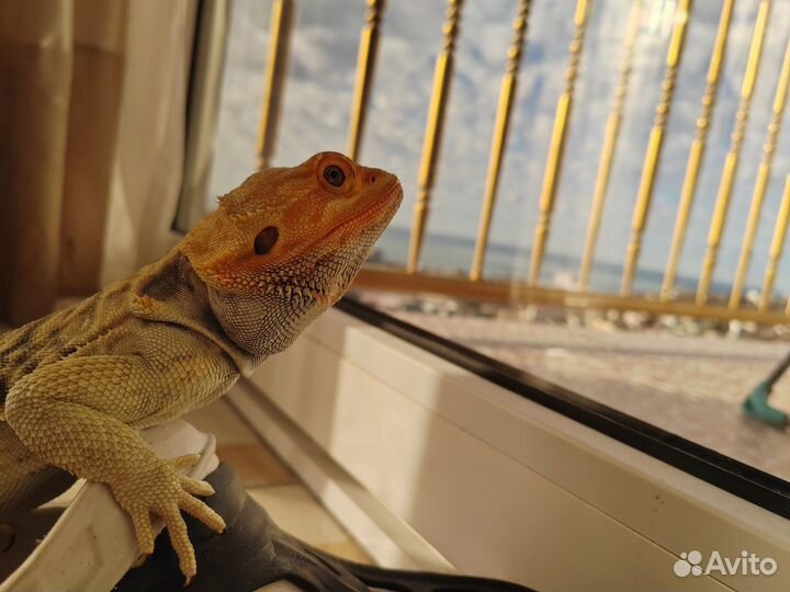 Агама на случку