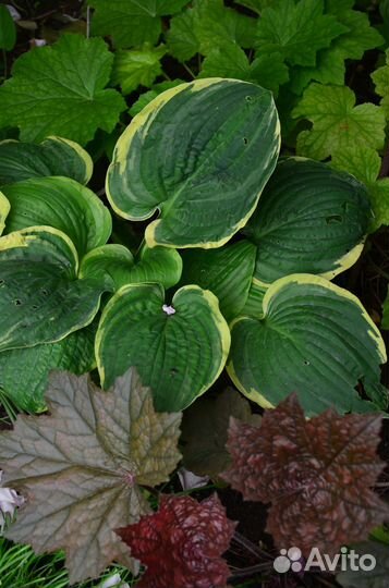 Красота для сада