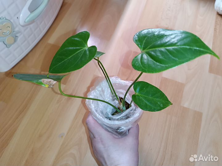 Антуриум Ред корал