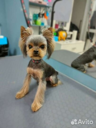 Грумер Сочи