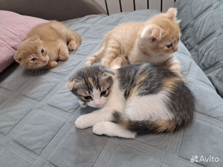Вислоухие котята
