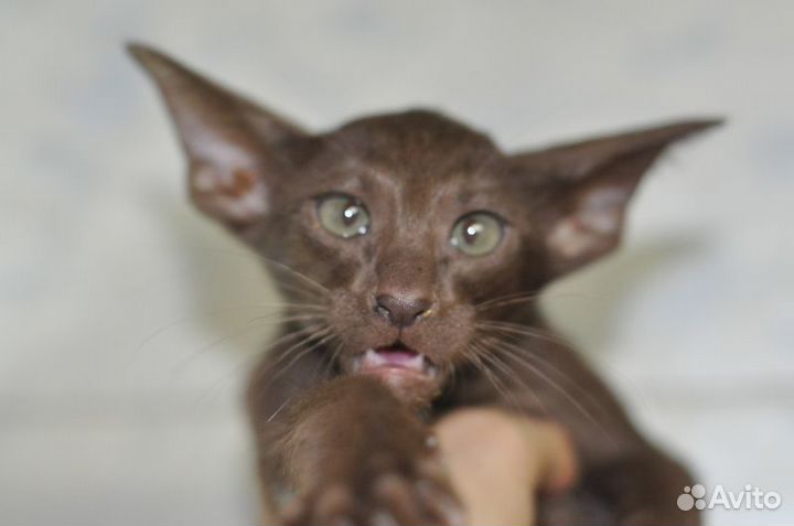 Ориентальная котята, год кота