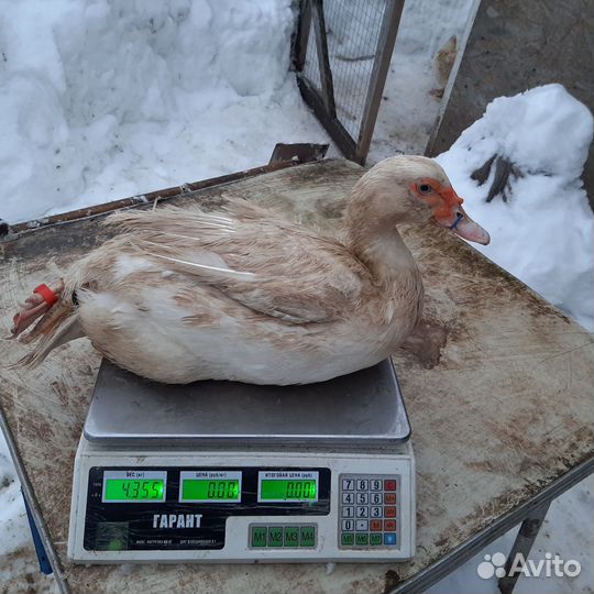 Инкубационное яйцо индоутки