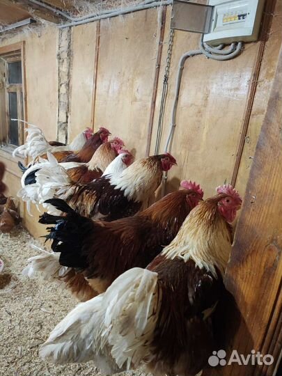 Цыплята бройлеры, гусята,утята, индюшата,куры