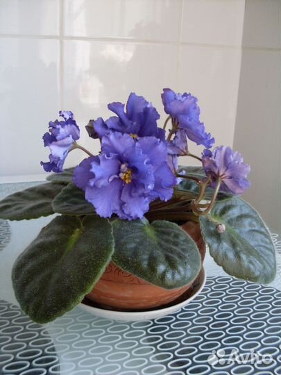 Фиалка белая и фиолетовая - только листочки