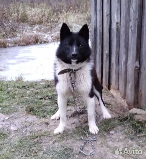 Русско европейская лайка