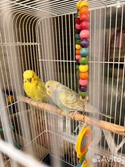 Продам Попугаев