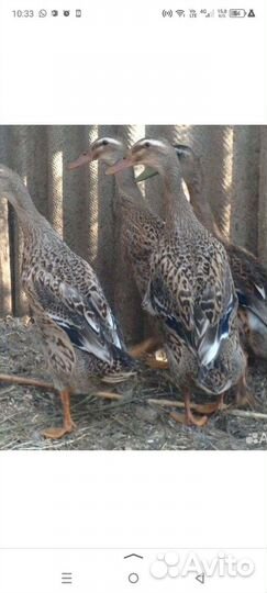 Утки индийский бегунок