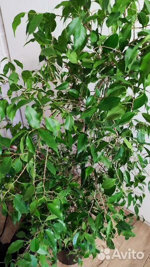 Фикус Бенджамина большой