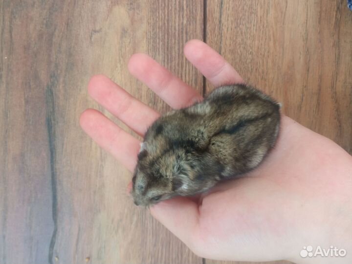 Джунгарский хомяк мальчик