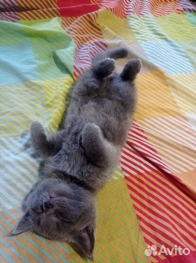 Котенок мальчик серый