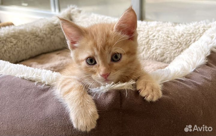 Рыжий котенок Потапыч