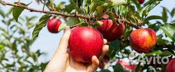 Разнорабочий в Германию на сезон для снг