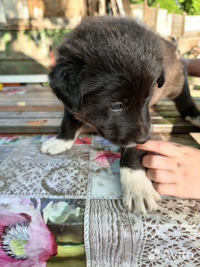 Отдам щенков