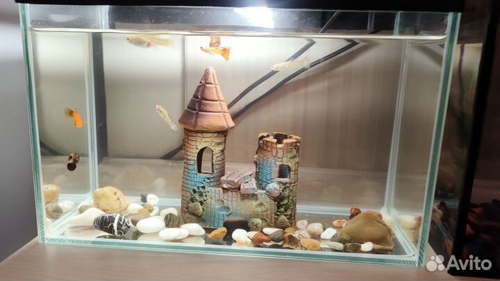 Аквариум с рыбками (5