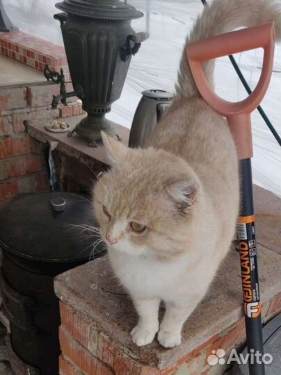 Кот метис шотландца