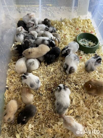 Хомяки сирийские джунгарские