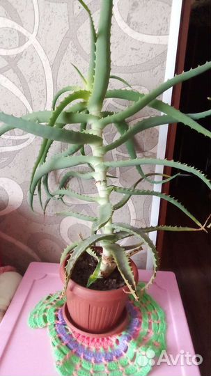 Алоэ лечебный