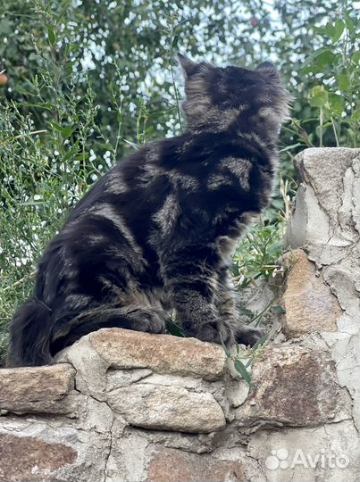 Курильский бобтейл