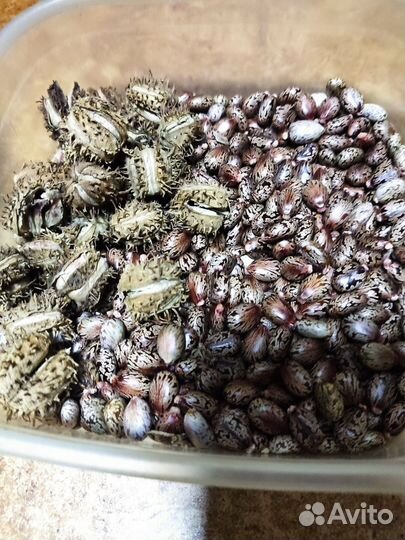 Клещевина семена