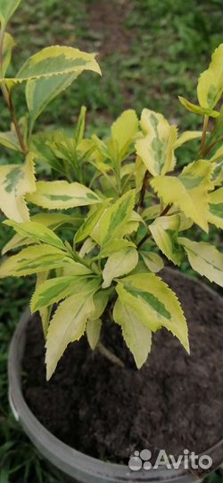 Форзиция пестролистная саженцы