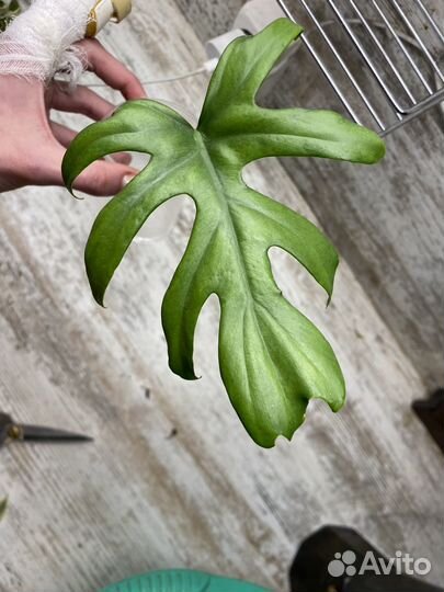 Филодендрон