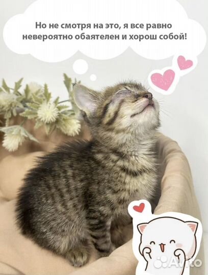 Я Котенок Шалфей, ищу тебя