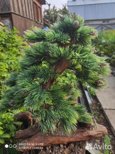 Бочка пластиковая 200 литров