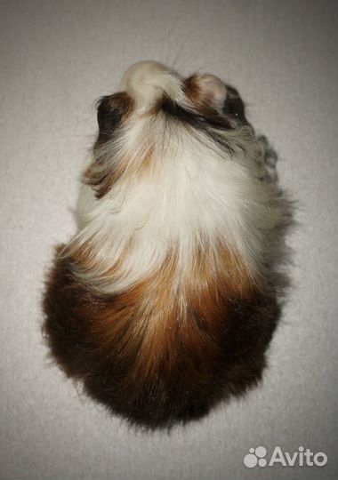 Длинношерстная девочка