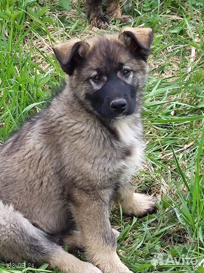 Щенок в добрые руки бесплатно